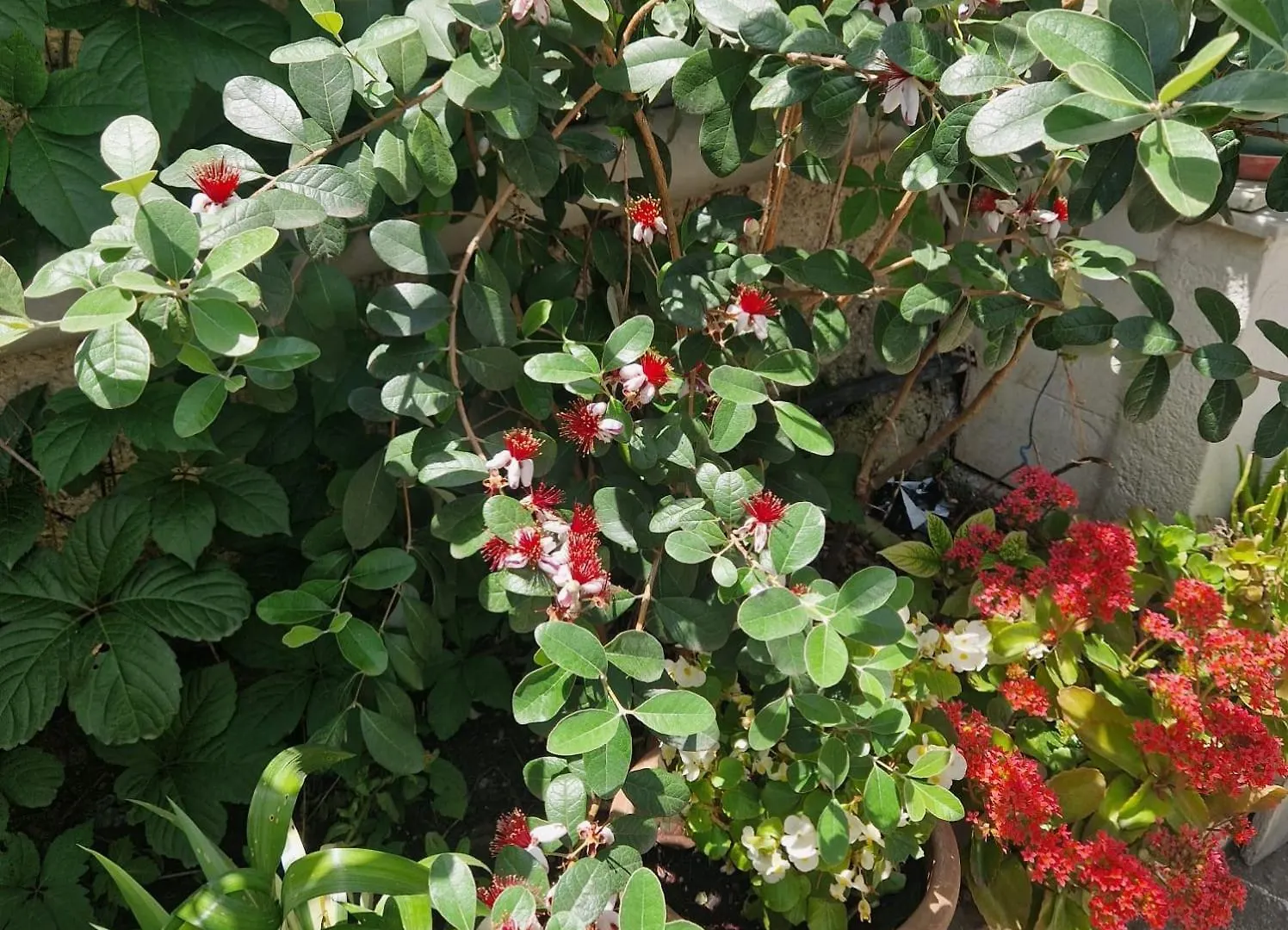 Garden Apartment 地拉那
